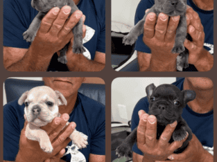 4 puppies in need of a home!
